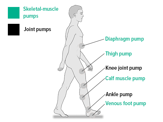 Skeletal-muscle and joint pumps Skeletal-muscle and joint pumps
