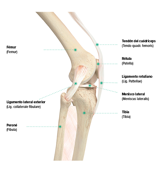 Estructura de la rodilla, vista lateral Estructura de la rodilla, vista lateral