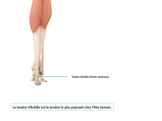 Tendon d'Achille Tendon d'Achille
