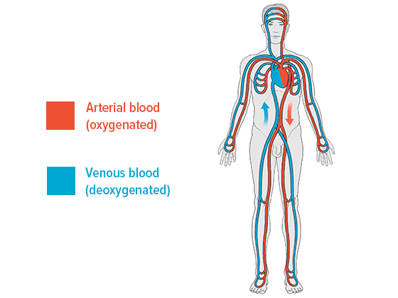 The human cardiovascular system The human cardiovascular system