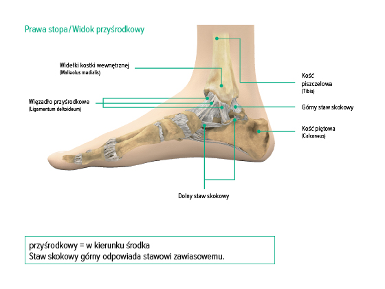 Staw skokowy, widok przyśrodkowy Staw skokowy, widok przyśrodkowy