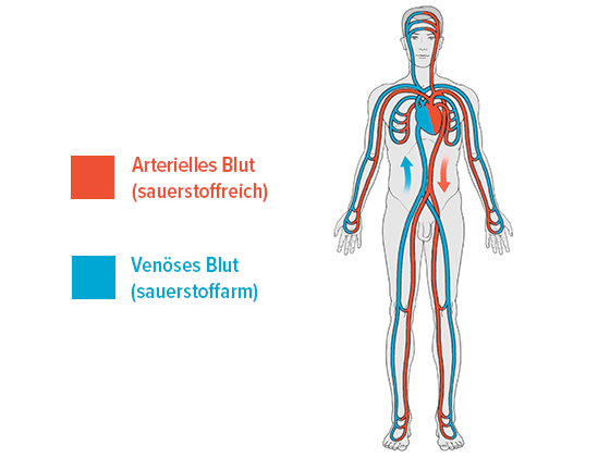 Blutkreislauf im menschlichen Körper Blutkreislauf im menschlichen Körper