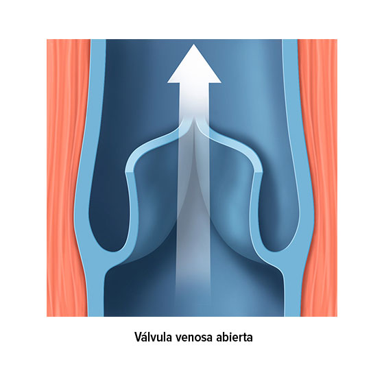 Válvula venosa abierta Válvula venosa abierta